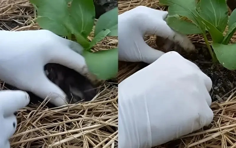 Bón phân hữu cơ định kỳ để cải thìa phát triển xanh mướt