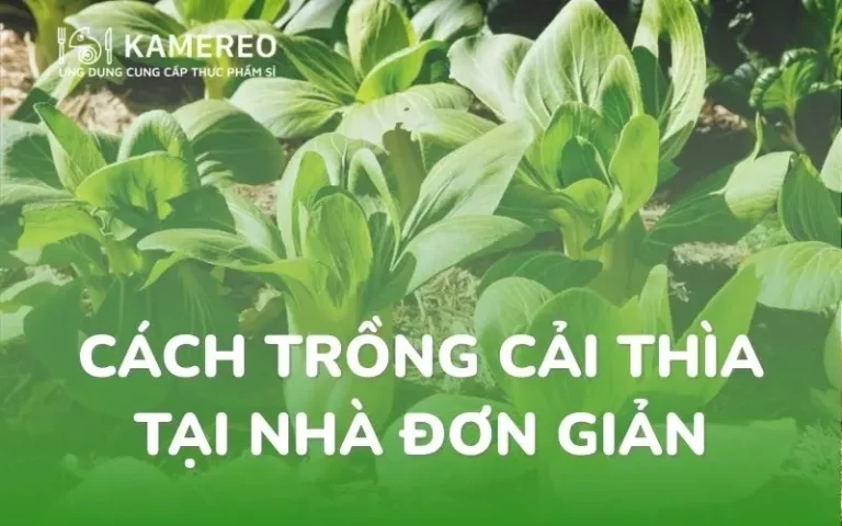 Cách trồng cải thìa (cải chíp) từ hạt, từ gốc trong thùng xốp cho năng suất cao