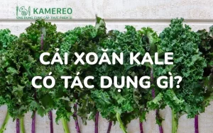 Cải xoăn kale có tác dụng gì? 10 lợi ích của cải xoăn kale
