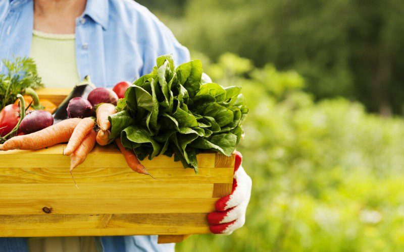 Suni Green Farm là nhà cung cấp rau sạch VietGAP giá sỉ, chất lượng ổn định