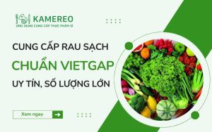 Nhà cung cấp rau sạch VietGAP chất lượng cho doanh nghiệp