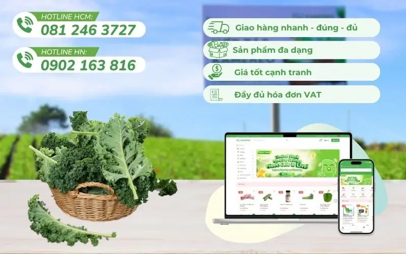 Cải xoăn kale tươi ngon, chất lượng từ trang trại uy tín, hóa đơn VAT đầy đủ