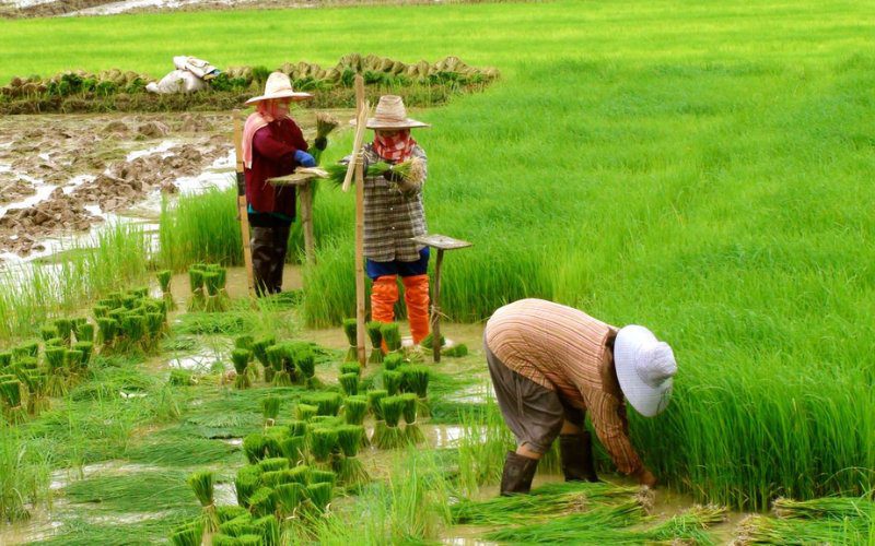 Diện tích gieo trồng lúa tăng