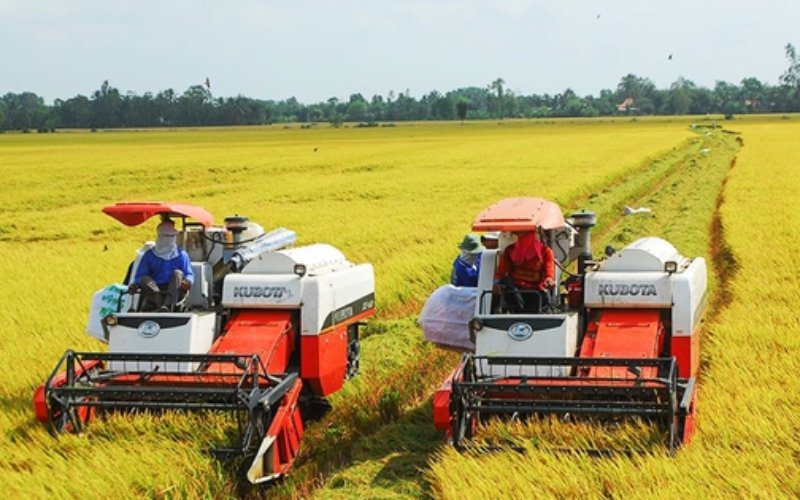 Nguồn cung tăng cao khiến giá lúa gạo giảm