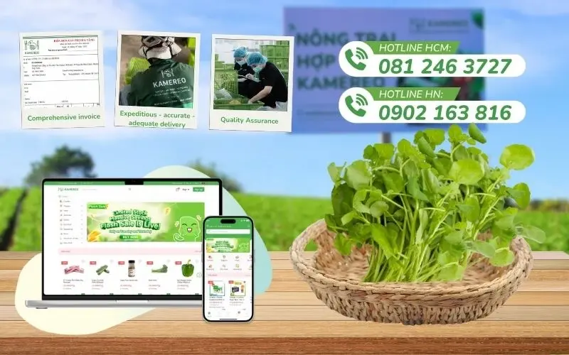 Kamereo is a supplier of fresh watercress with full VAT invoices and fast delivery