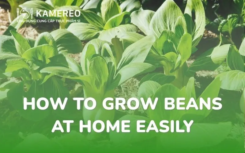 How to Grow Bok Choy from Seeds and Stems in a Styrofoam Box for High Yield