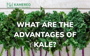 What Are the Benefits of Kale? 10 Health Benefits of Kale