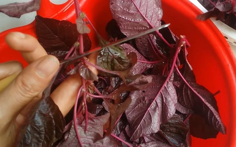 Cách nhặt rau dền bằng dao