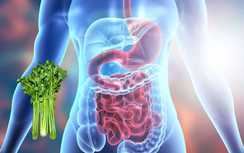 Cần tây có tác dụng hỗ trợ hệ tiêu hóa với chất xơ và nước