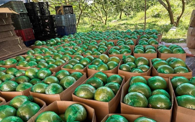 Bưởi da xanh tươi ngon, giao nhanh từ Farmers Market