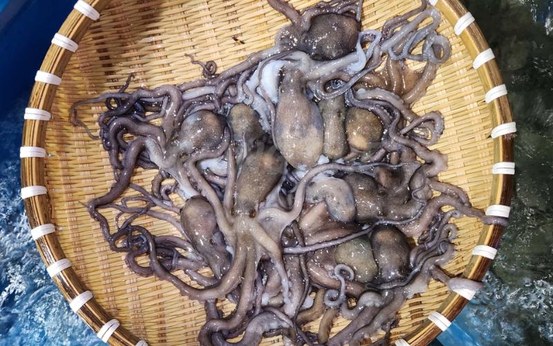 Bạch tuộc tươi sống tại Hải Sản 68