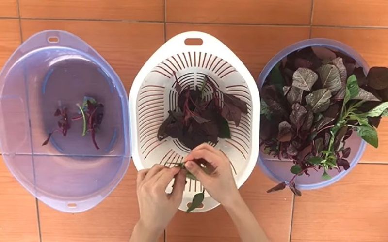 How to pick amaranth by hand