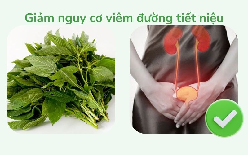 Rau đay giúp lợi tiểu và giảm nguy cơ viêm đường tiết niệu