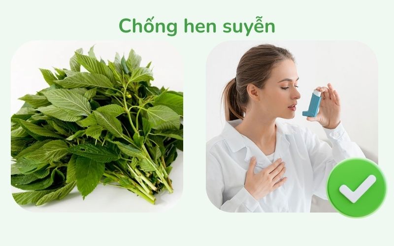 Rau đay giúp chống hen suyễn