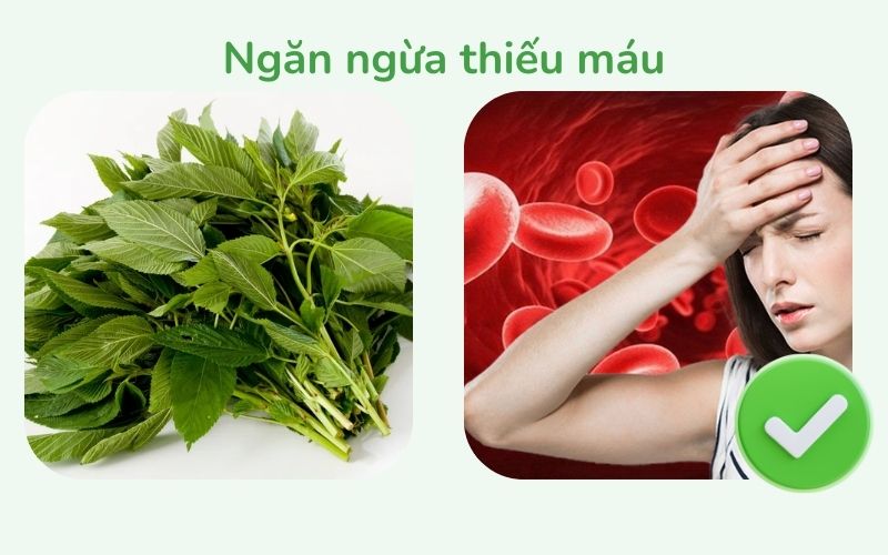 Rau đay giúp ngăn ngừa thiếu máu