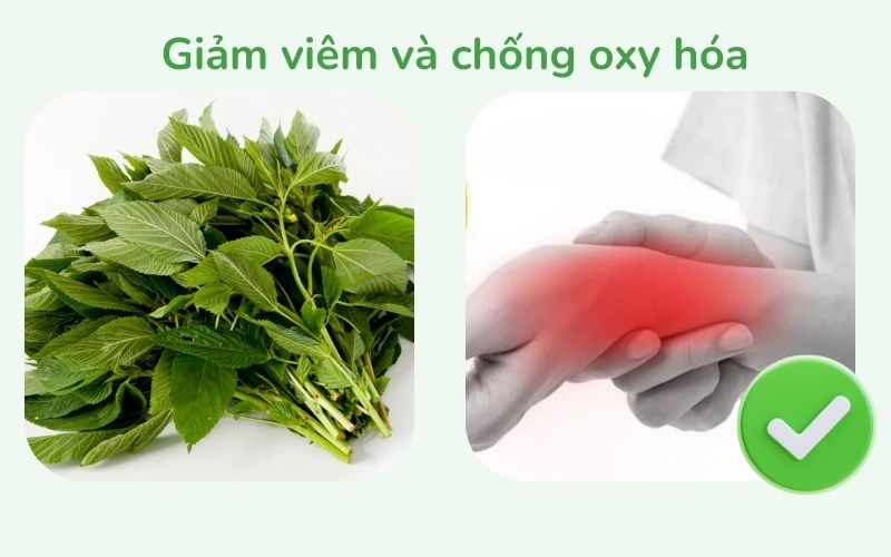 Rau đay giúp giảm viêm và chống oxy hóa
