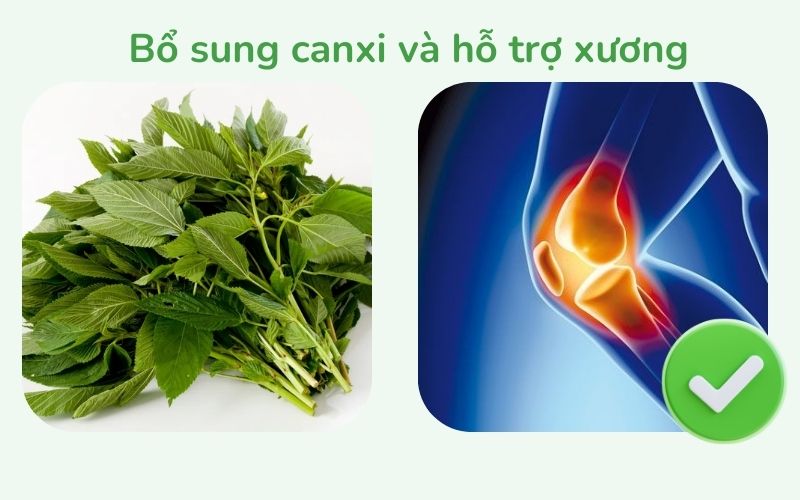 Rau đay giúp bổ sung canxi và hỗ trợ xương
