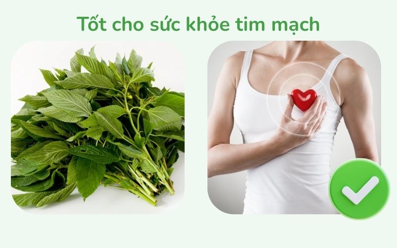Rau đay giúp có lợi cho sức khỏe tim mạch