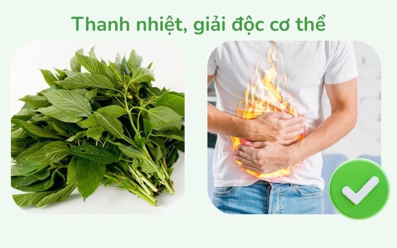 Rau đay giúp thanh nhiệt, giải độc cơ thể