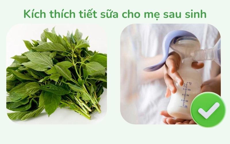 Rau đay giúp kích thích tiết sữa cho mẹ sau sinh