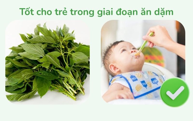 Rau đay giúp phòng ngừa còi xương, tốt cho trẻ trong giai đoạn ăn dặm