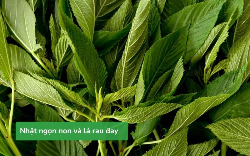 Nhặt ngọn non và lá rau đay