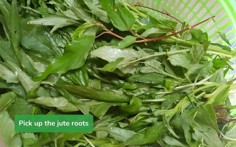 Picking up the jute roots