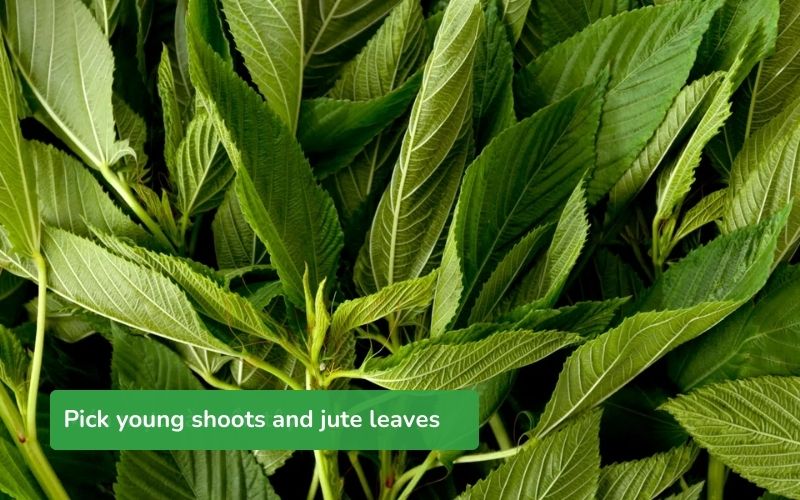 Pick young shoots and jute leaves