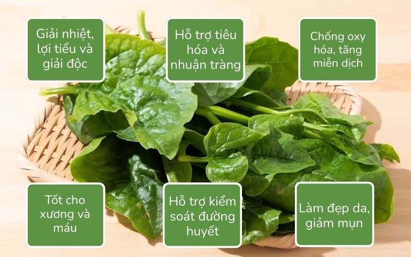 Lợi ích của rau mồng tơi