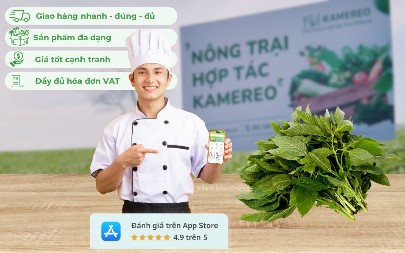 Kamereo - Nhà cung cấp sỉ rau đay giá tốt, tươi ngon cho doanh nghiệp F&B