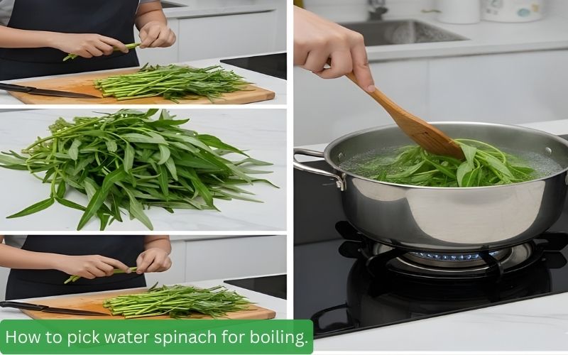 How to pick water spinach for boiling.