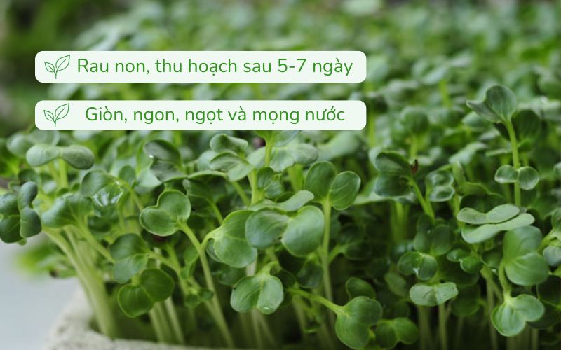 Rau mầm là phần cây non mới nảy mầm
