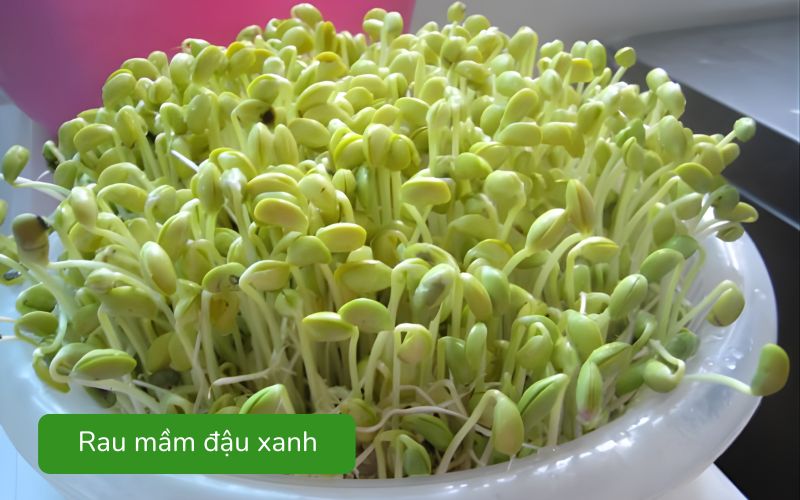 Rau mầm đậu xanh giòn mát, lá nhỏ tươi xanh