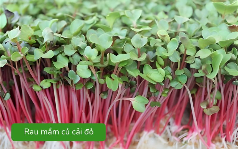Rau mầm củ cải đỏ giòn, màu đỏ tươi hấp dẫn