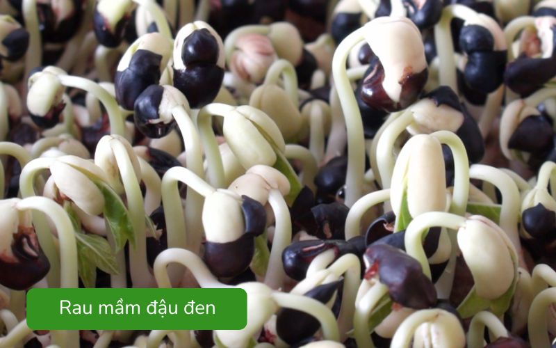 Rau mầm đậu đen xanh giòn, lá nhỏ tươi mát