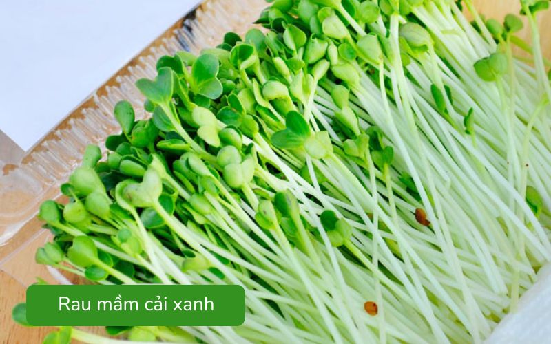 Rau mầm cải xanh giòn mát, lá non xanh tươi