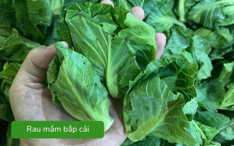 Rau mầm bắp cải giòn, lá xanh mướt tươi ngon