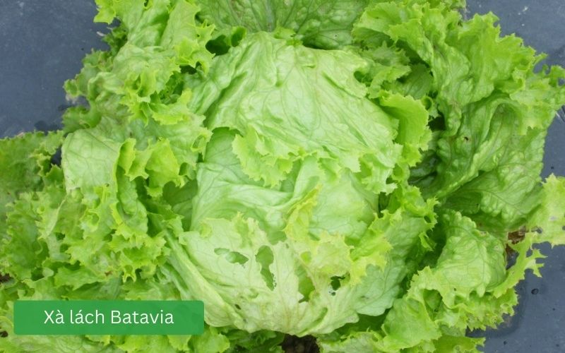 Xà lách Batavia tươi giòn, lá xanh xoăn nhẹ