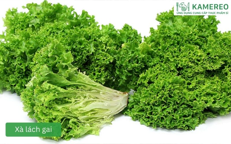 Xà lách gai (Lactuca serriola) lá xanh thùy rìa hơi gai