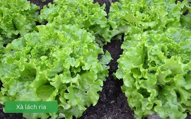 Xà lách ria lá xanh giòn, viền răng cưa nhẹ