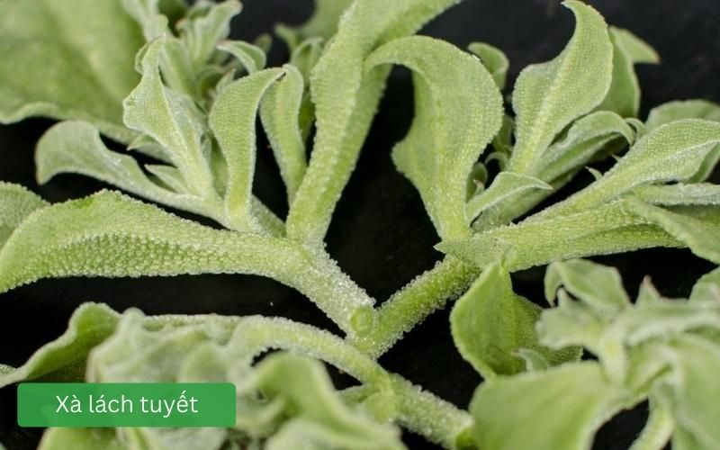 Xà lách tuyết giòn mát, lá xanh nhạt tươi ngon