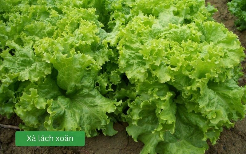 Xà lách xoăn tươi xanh, lá xù giòn