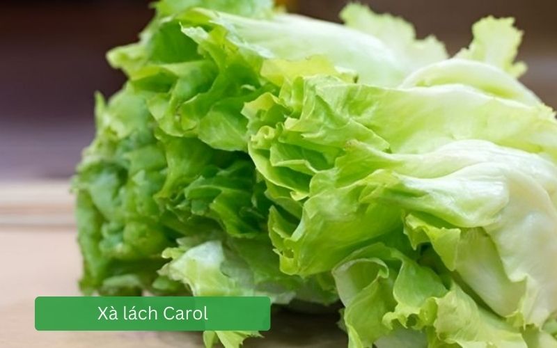 Xà lách Carol tươi xanh, lá xoăn giòn nhẹ