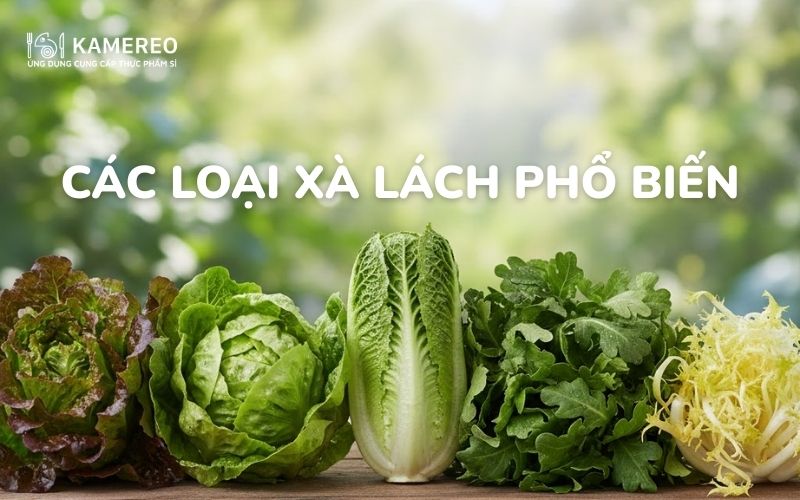 các loại rau xà lách