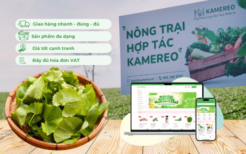 Kamereo là ứng dụng cung cấp thực phẩm sỉ, trong đó có rau má tươi ngon, giá tốt từ các nông trại hợp tác