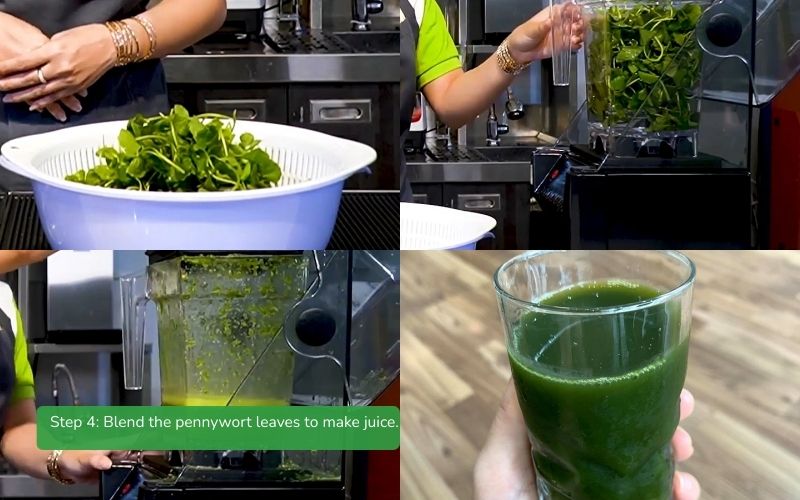 Blend pennywort leaves for juice