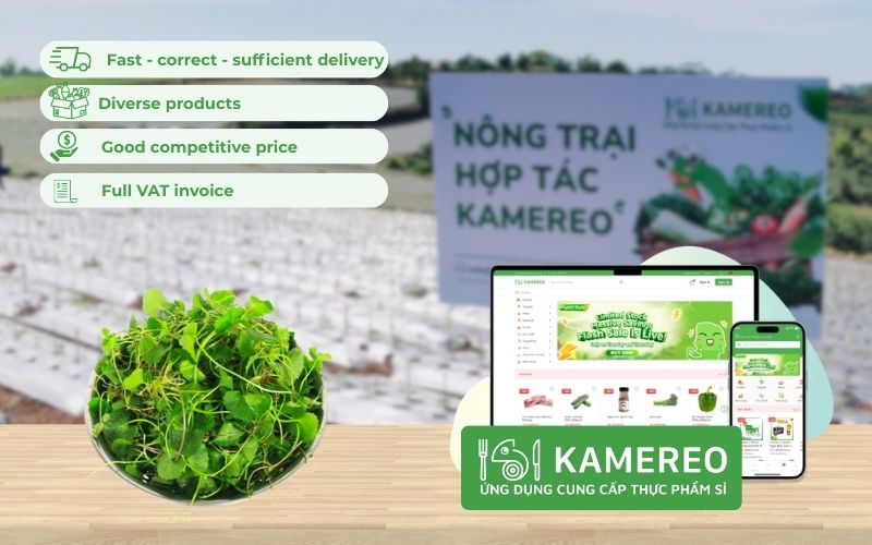 Kamereo - An application providing fresh, high-quality pennywort (Centella asiatica) at good wholesale prices for F&B businesses.