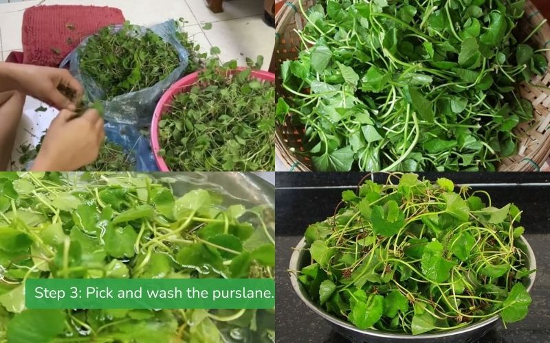 Pick and wash the purslane.