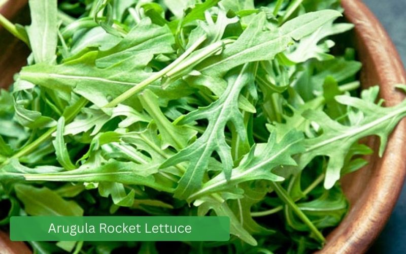 Arugula (Rocket) lettuce, small, dark green leaves, mildly spicy.