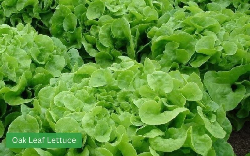 Oak Leaf lettuce, fresh green, reddish-purple, long, lobed leaves.
